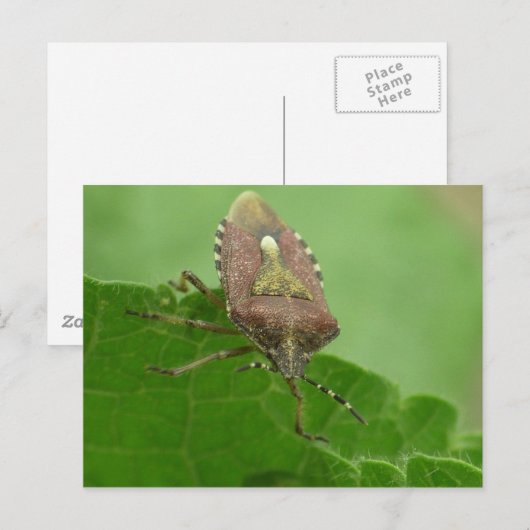 Naar me staren? briefkaart (Voorkant / Achterkant)