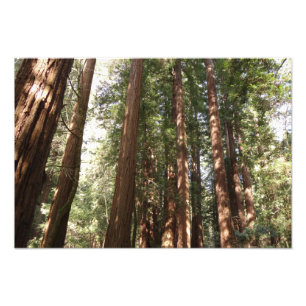 Naar Redwoods II in Muir Woods National Monument Foto Afdruk