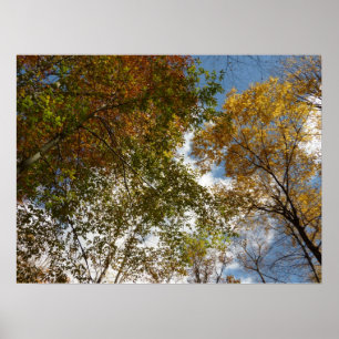 Naar vallende bladeren kijken II Herfst natuur Poster