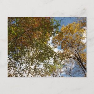 Naar Vallende Herfstbladeren Kijken II Herfst Natu Briefkaart