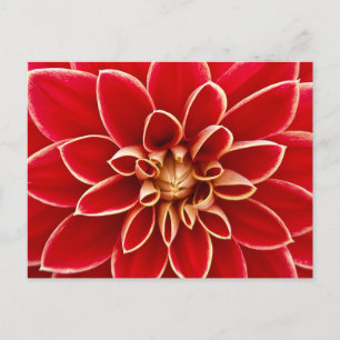 Nabij foto van rode dahlia briefkaart