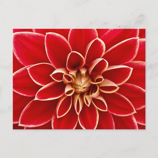 Nabij foto van rode dahlia briefkaart (Voorkant)