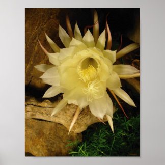 NACHT BLOOMING CEREUS POSTER