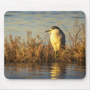 Nacht Reiger Muismat Gouden Moeras Oevervogel Ku