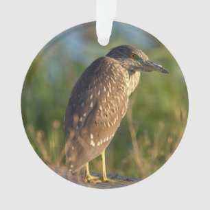 Nacht Reiger Vogel Foto Ornament 
