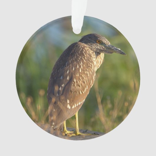 Nacht Reiger Vogel Foto Ornament  (voorkant)