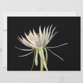 Nachtbloeiende cactus-bloemkaart