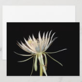 Nachtbloeiende cactus-bloemkaart (Voorkant / Achterkant)