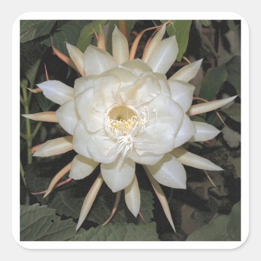 nachtbloeiende cereus vierkante sticker (Voorkant)