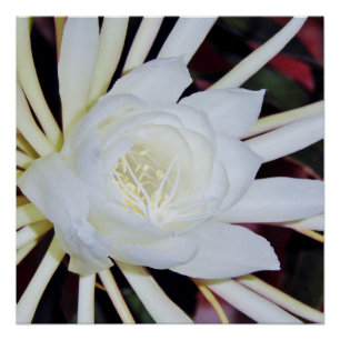 Nachtbloeiende hertshoornvaren perfect poster