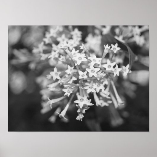 Nachtbloeiende jasmijn poster (Voorkant)