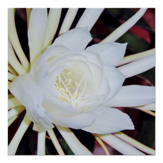 Nachtbloeiende Staghornvaren Perfect Poster (Voorkant)