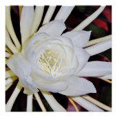 Nachtbloeiende Staghornvaren Poster (Voorkant)