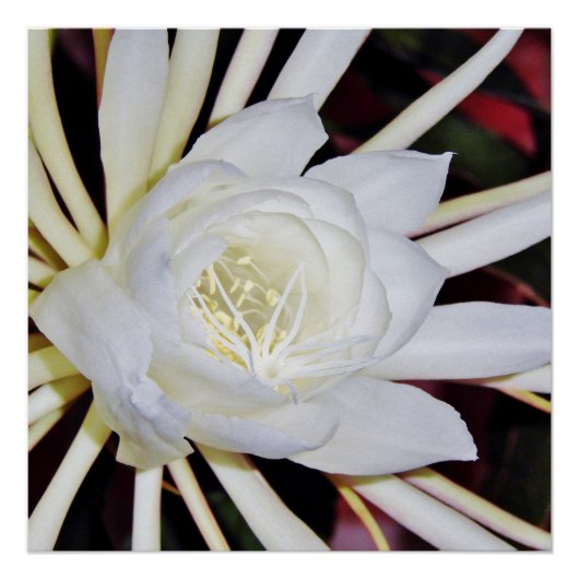 Nachtbloeiende Staghornvaren Poster (Voorkant)