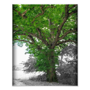 nachtboom foto afdruk