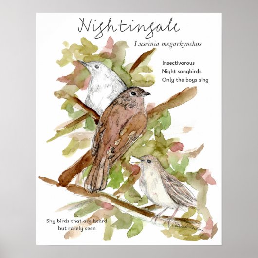 Nachtegaal Zangvogel Laat Bomen Tekening Poster (Voorkant)