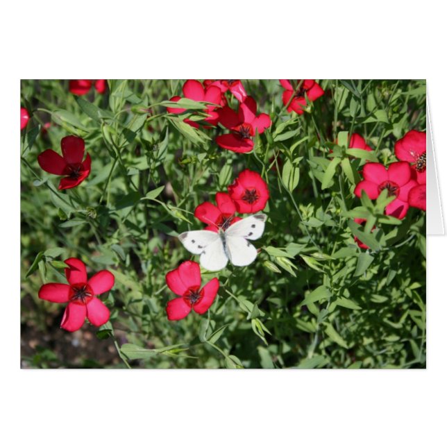 Nachtmerg op vlas (Voorkant Horizontaal)