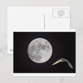 Nachtuil Briefkaart (Voorkant / Achterkant)