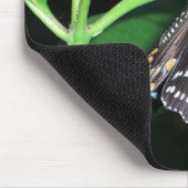 Nachtvlinder Black Swallowtail bij Shenandoah Muismat (Hoek)