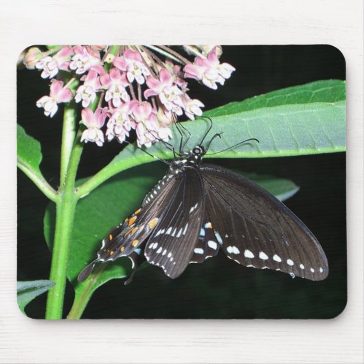 Nachtvlinder Black Swallowtail bij Shenandoah Muismat (Voorkant)