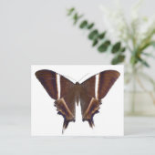 nachtvlinder briefkaart (Staand voorkant)