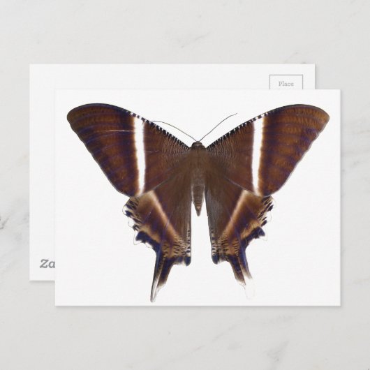 nachtvlinder briefkaart (Voorkant / Achterkant)