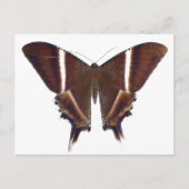 nachtvlinder briefkaart (Voorkant)