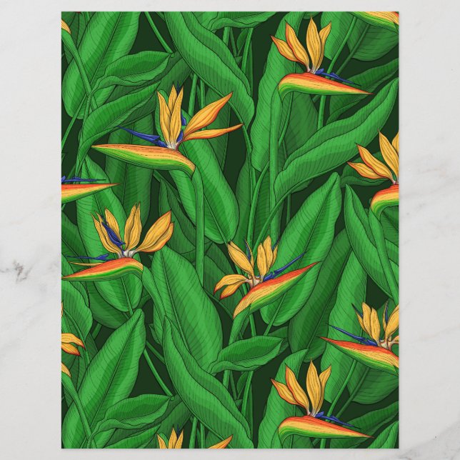 Nachtvogel van de paradijstuin (Voorkant)