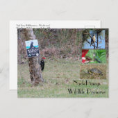 Nacle Pineys Briefkaart (Voorkant / Achterkant)