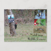 Nacle Pineys Briefkaart (Voorkant)