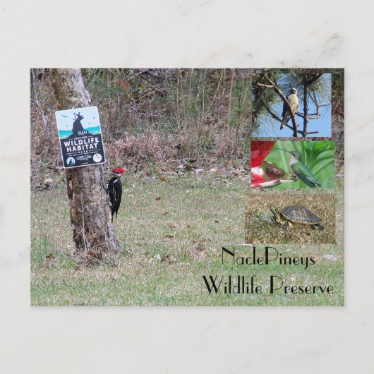 Nacle Pineys Briefkaart (Voorkant)