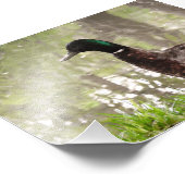 Nadenkende Wilde Eend Foto Afdruk (Hoek)