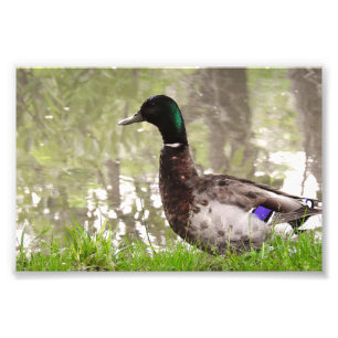 Nadenkende Wilde Eend Foto Afdruk