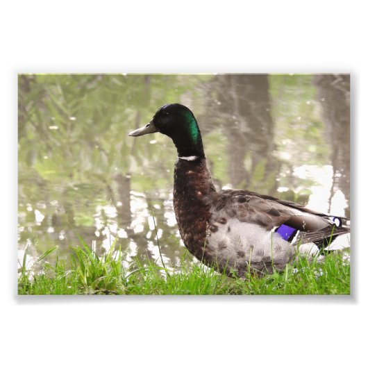 Nadenkende Wilde Eend Foto Afdruk (Voorkant)
