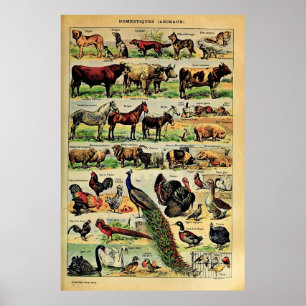 Nagemaakt Adolphe Millot Huisdieren Poster