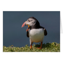 Nagging Puffin