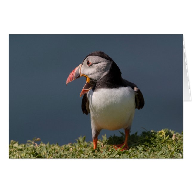 Nagging Puffin (Voorkant Horizontaal)