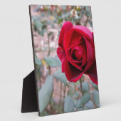 Naherfsrode roos fotoplaat (Zijkant)
