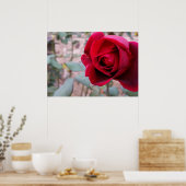 Naherfsrode roos poster (Keuken)