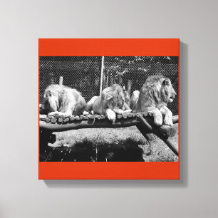 Nairobi Lions - B&W Canvas Afdruk