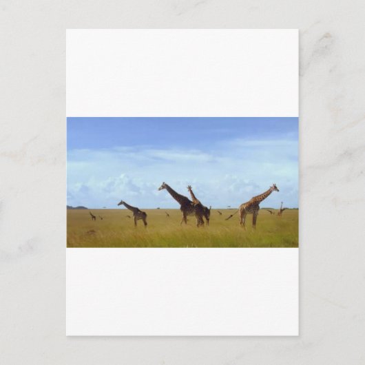 Nairobi National Park Giraffes Briefkaart (Voorkant)