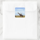 Nairobi National Park Giraffes Vierkante Sticker (Tas)