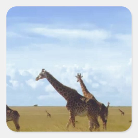 Nairobi National Park Giraffes Vierkante Sticker (Voorkant)