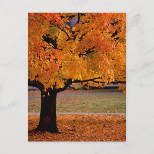 najaar (1) briefkaart