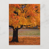 najaar (1) briefkaart (Voorkant)