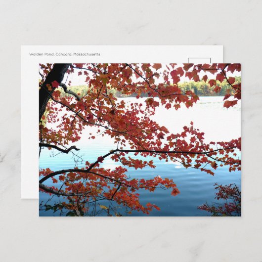 Najaar bij Walden Pond Briefkaart (Voorkant / Achterkant)