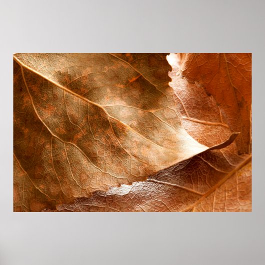 Najaar bladeren closeupabstract, herfst, achtergro poster (Voorkant)