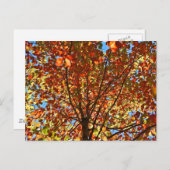 Najaar bladeren Fireworks Briefkaart (Voorkant / Achterkant)