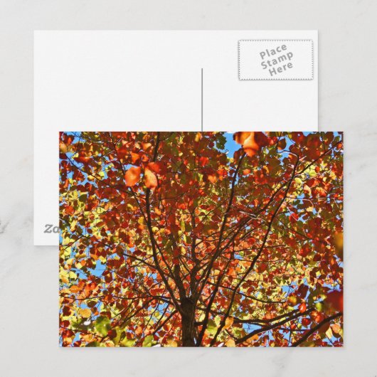 Najaar bladeren Fireworks Briefkaart (Voorkant / Achterkant)