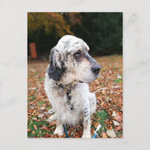 Najaar Briefkaart Dog